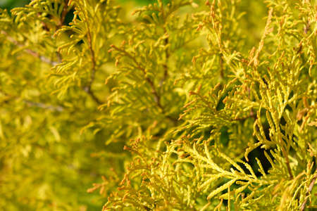 Blurred Background. Golden thuja needles on a background of green garden. Close-up. Nature concept...