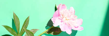 Pink peonies and leaves with hard shadow on pastel background, copy space. Trendy pattern, summer concept. Top view. PEONIES WITH TREND SHADOWSの写真素材