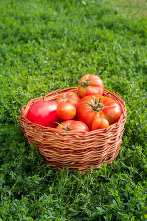 Fresh healthy tomatoes being stocked in basket.の写真素材