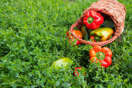 A composition of fresh sweet multicolored pepper in a basket on the green grass.の写真素材