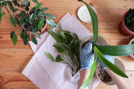 Womans hands transplanting plant into a new pot. Home gardening relocating house plantの写真素材