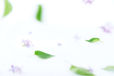 Womans hands transplanting plant into a new pot. Home gardening relocating house plantの写真素材