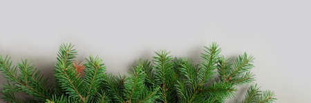 Happy new year and Merry Christmas. Background of Christmas tree branches.