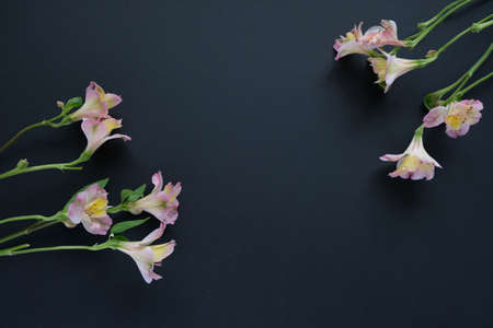 Pink alstroemeria flower on black background. Spring blossomの写真素材