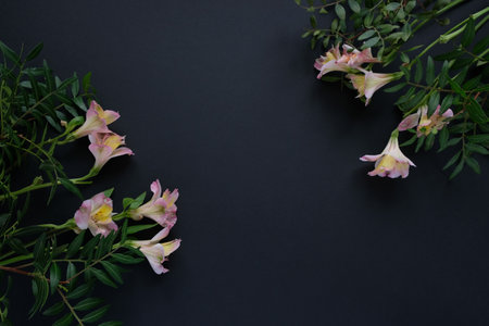 Pink alstroemeria flower on black background. Spring blossomの写真素材
