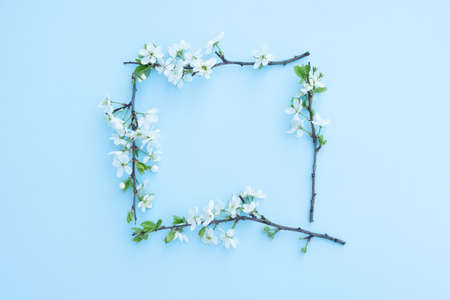 Plum blossom branch on a blue backgroundの写真素材