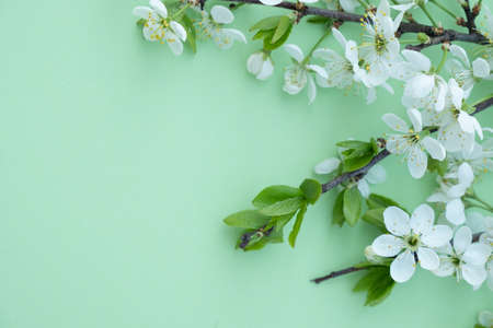 Plum blossom branch on a green background