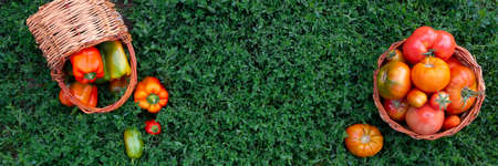 Fresh healthy tomatoes and bell peppers lie in baskets on the green grassの写真素材