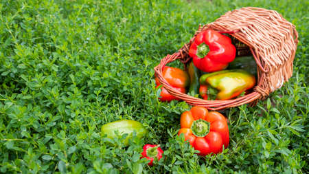 A composition of fresh sweet multicolored pepper in a basket on the green grass. Seasonal harvestの写真素材