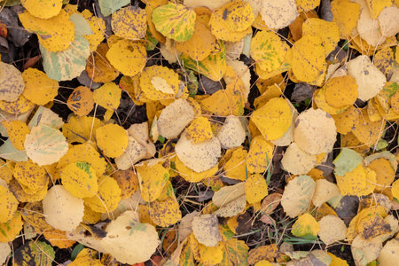 Fallen yellow dry foliage lies on the green grass. Autumn. Web banner.