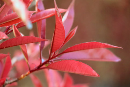 Close-up of a beautiful plant with colored leaves