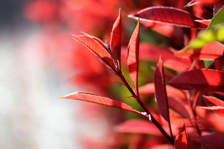 Close-up of a beautiful plant with colored leavesの写真素材