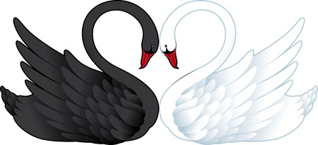 Vecrtor illustration of black and white swans  in love isolated on white background のイラスト素材