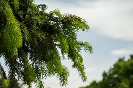 Sprigs of green spruce.