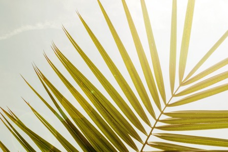 Tropical palm trees as background. Holiday travel to the ocean.の写真素材