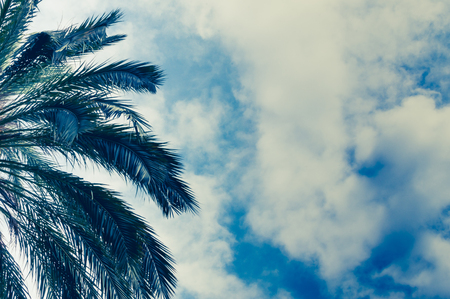 Tropical background of palm trees against blue sky.の写真素材