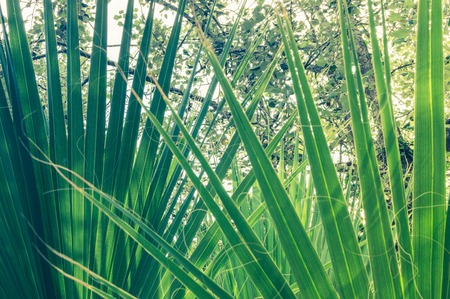 Tropical background of palm leafs. Green colors.