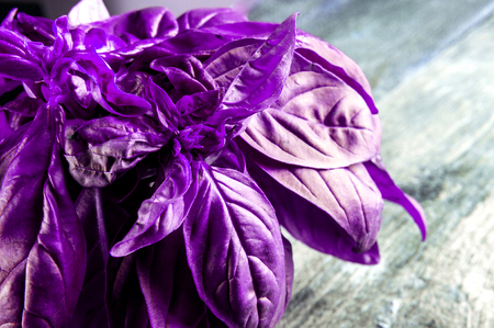Green fresh organic basilic on the wooden table. Rustic style.の写真素材