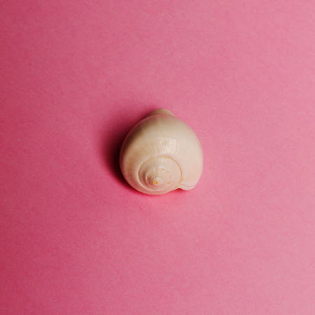 Sea shell on the pink background. Travel concept.