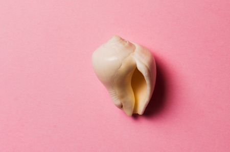 Sea shell on the pink background. Travel concept.の写真素材