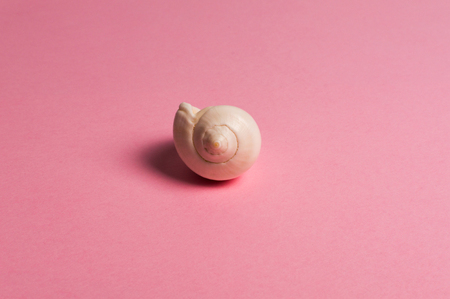 Sea shell on the pink background. Travel concept.の写真素材