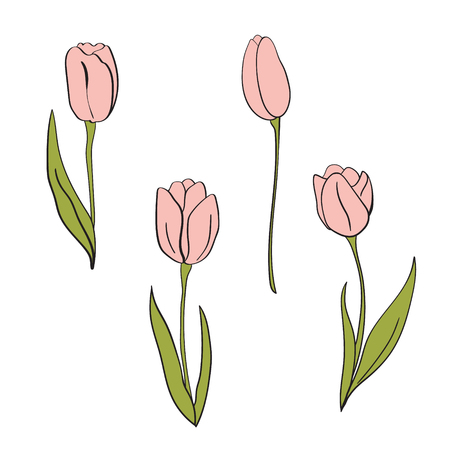 A Vector pink tulips illustration. Floral isolated elements. For design, card, print or background.のイラスト素材