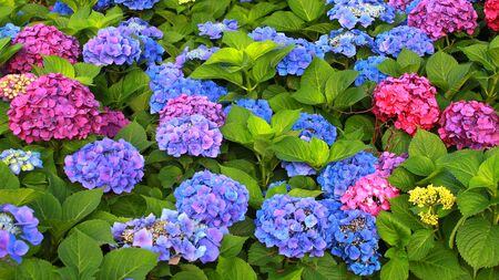 hydrangea flowers with blue, purple, red, pink, violet petals and shrub with green leaves.の写真素材