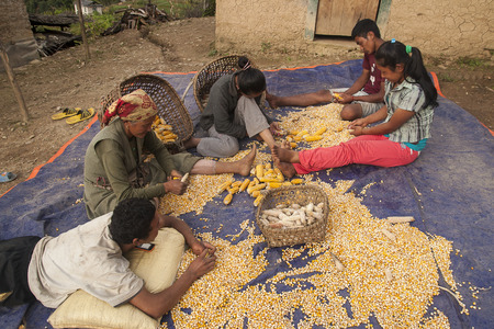 BUPSA, NEPAL - CIRCA OCTOBER 2013: peeling corn is in Nepal handiwork circa October 2013 in Bupsa.のeditorial素材