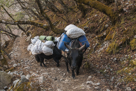 PHORTSE THANGA, NEPAL - CIRCA OCTOBER 2013: yak is domesticated beasts of burden, except that give milk and wool circa October 2013 in Phortse Thanga.の写真素材