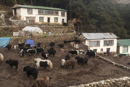 PANGBOCHE, NEPAL - CIRCA OCTOBER 2013: Pangboche village circa October 2013 in Pangboche.のeditorial素材