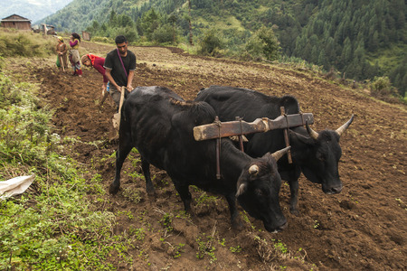 JUNBESI, NEPAL - CIRCA OCTOBER 2013: cultivation fields in Nepal are still made by human hands circa October 2013 in Junbesi.のeditorial素材