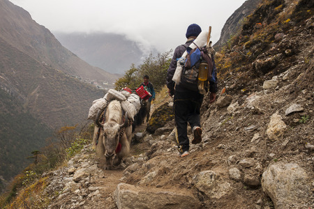PHORTSE THANGA, NEPAL - CIRCA OCTOBER 2013: yak is domesticated beasts of burden, except that give milk and wool circa October 2013 in Phortse Thanga.のeditorial素材