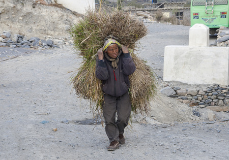 MARPHA, NEPAL - CIRCA NOVEMBER 2013: Nepalese hard life circa November 2013 in Marpha.のeditorial素材