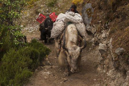 PHORTSE THANGA, NEPAL - CIRCA OCTOBER 2013: yak is domesticated beasts of burden, except that give milk and wool circa October 2013 in Phortse Thanga.のeditorial素材