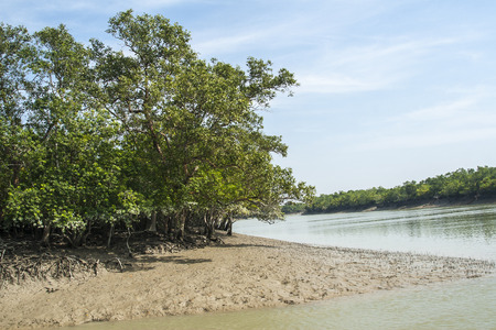 SUNDARBANS, INDIA - CIRCA NOVEMBER 2013: The Sundarbans is the largest mangrove forest in the world circa November 2013 in Sundarbans.のeditorial素材