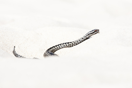 Vipera berusの写真素材