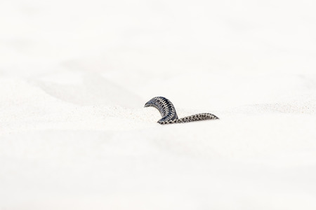 Vipera berus