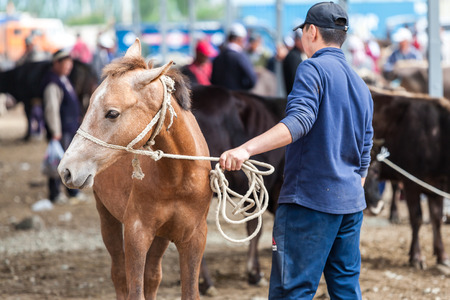 KARAKOL, KYRGYZSTAN - CIRCA JUNE 2017: Weekly Sunday animal market in Karakol city near the eastern tip of Lake Issyk-Kul in Kyrgyzstan circa June 2017 in Karakol.のeditorial素材