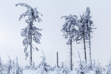 Beautiful forest on the slopes of Skrzyczneの写真素材