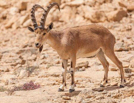 View of Nubian ibex goat.の写真素材