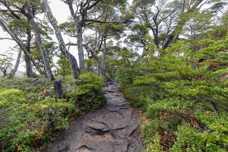 Forest in Tierra del Fuego National Park.の写真素材
