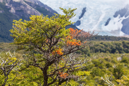View of forest in Los Glaciares National Park, El Chalten,Patagonia, Argentina.の写真素材