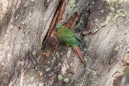View of the beautiful, wild Parrot on Patagonian soil.