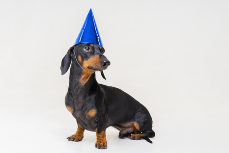 Dachshund dog, black and tan, in a festive birthday blue cap isolated on gray backgroundの写真素材