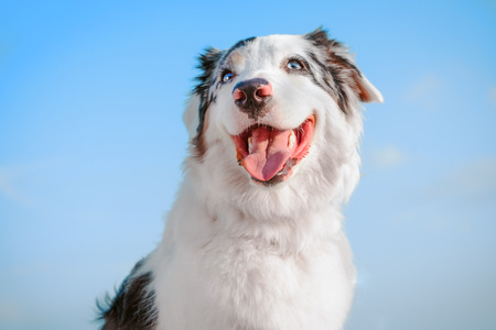 Portrait of a happy, smiling and showing the tongue of an Australian Shepherd dog against the blue skyの写真素材