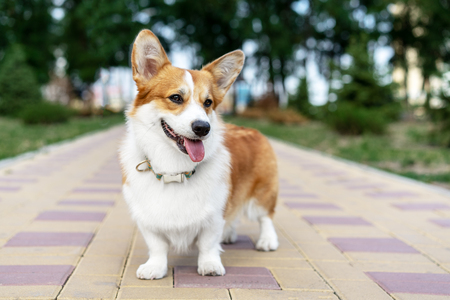 puppy welsh corgi dog standing on the walkway in public park with sunlightの写真素材