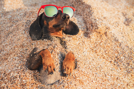 cute dog of dachshund, black and tan, wearing red sunglasses, having relax and enjoying buried in the sand at the beach ocean on summer vacation holidaysの写真素材