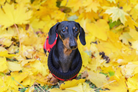 portrait of a cute dachshund dog, black and tan, in a red sweater, for a walk in the autumn park among the yellow fallen leavesの写真素材