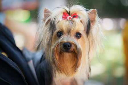 portrait of a beautiful dog breed yorkshire terrier, with a red bow in his hair, on the hands of the ownerの写真素材