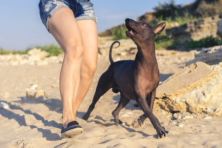 Young girl walking (play) with her dog xoloitzcuintli on sand beach at sunsetの写真素材